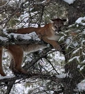 Idaho Mountain Lion in a tree